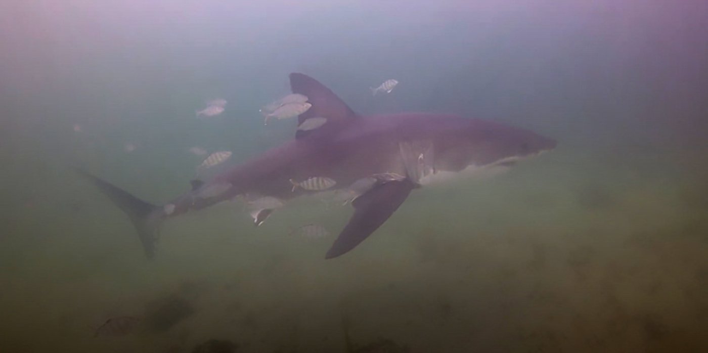 Des plongeurs se retrouvent face à face avec un grand requin blanc en Nouvelle-Écosse