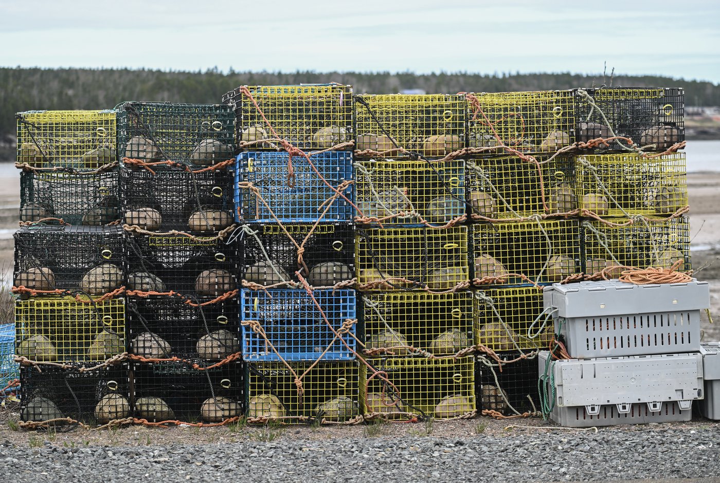 L'industrie du homard de N.-É. célèbre la suspension des droits de douane chinois