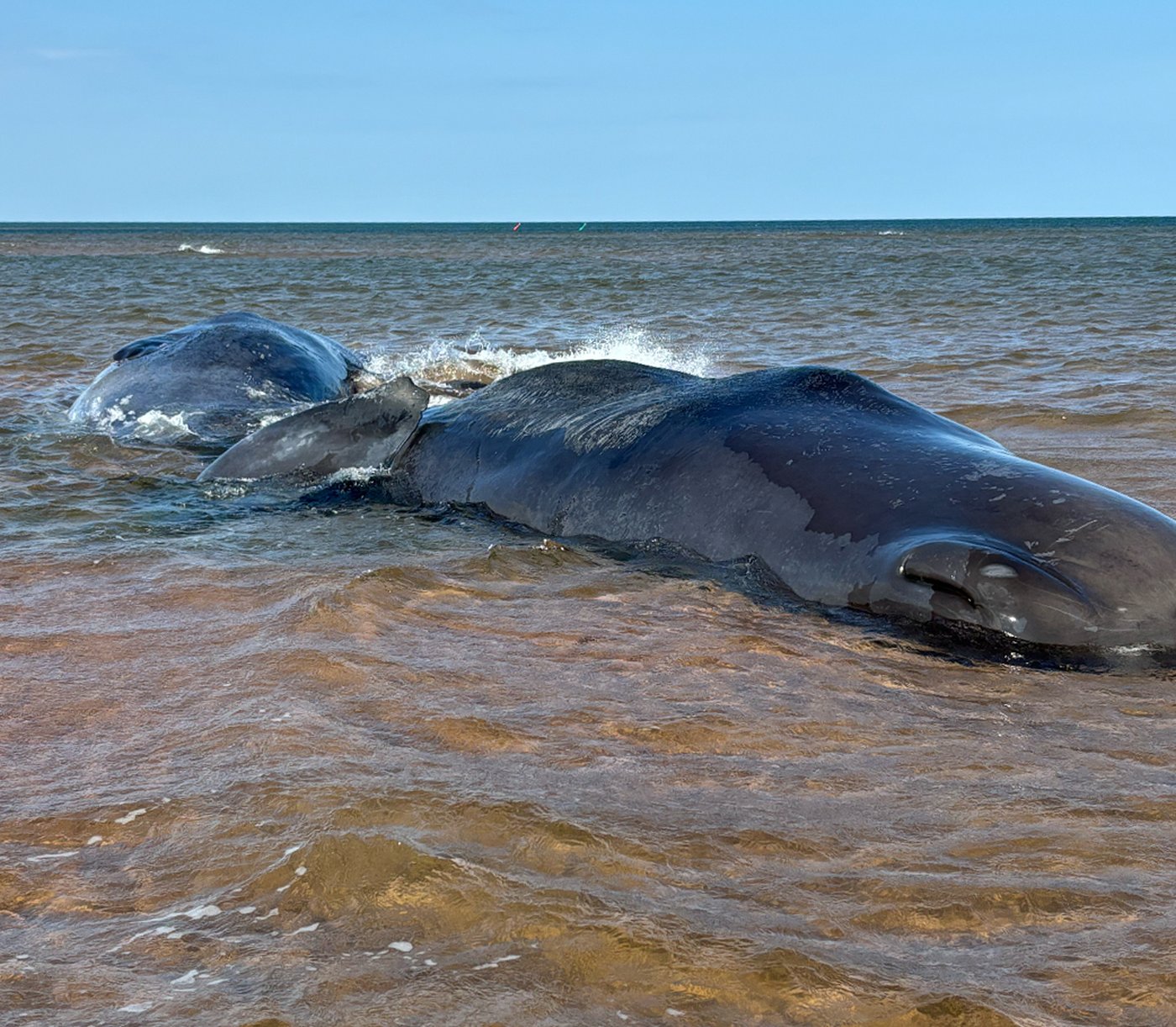 Deux des trois cachalots échoués à l'Île-du-Prince-Édouard sont morts