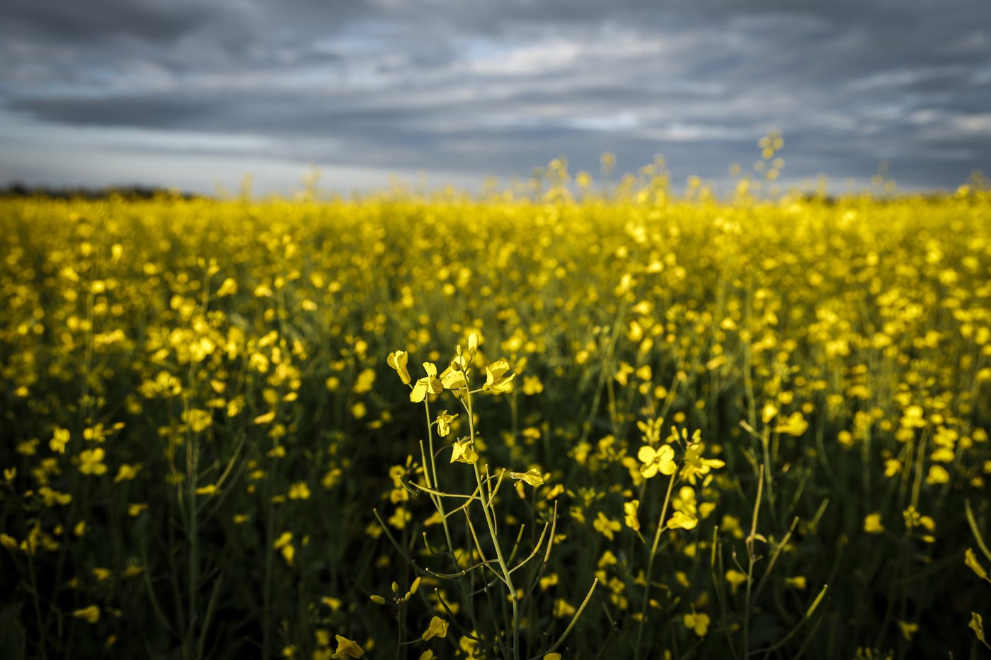 La Chine suspend certains droits de douane sur le canola et les produits de la mer