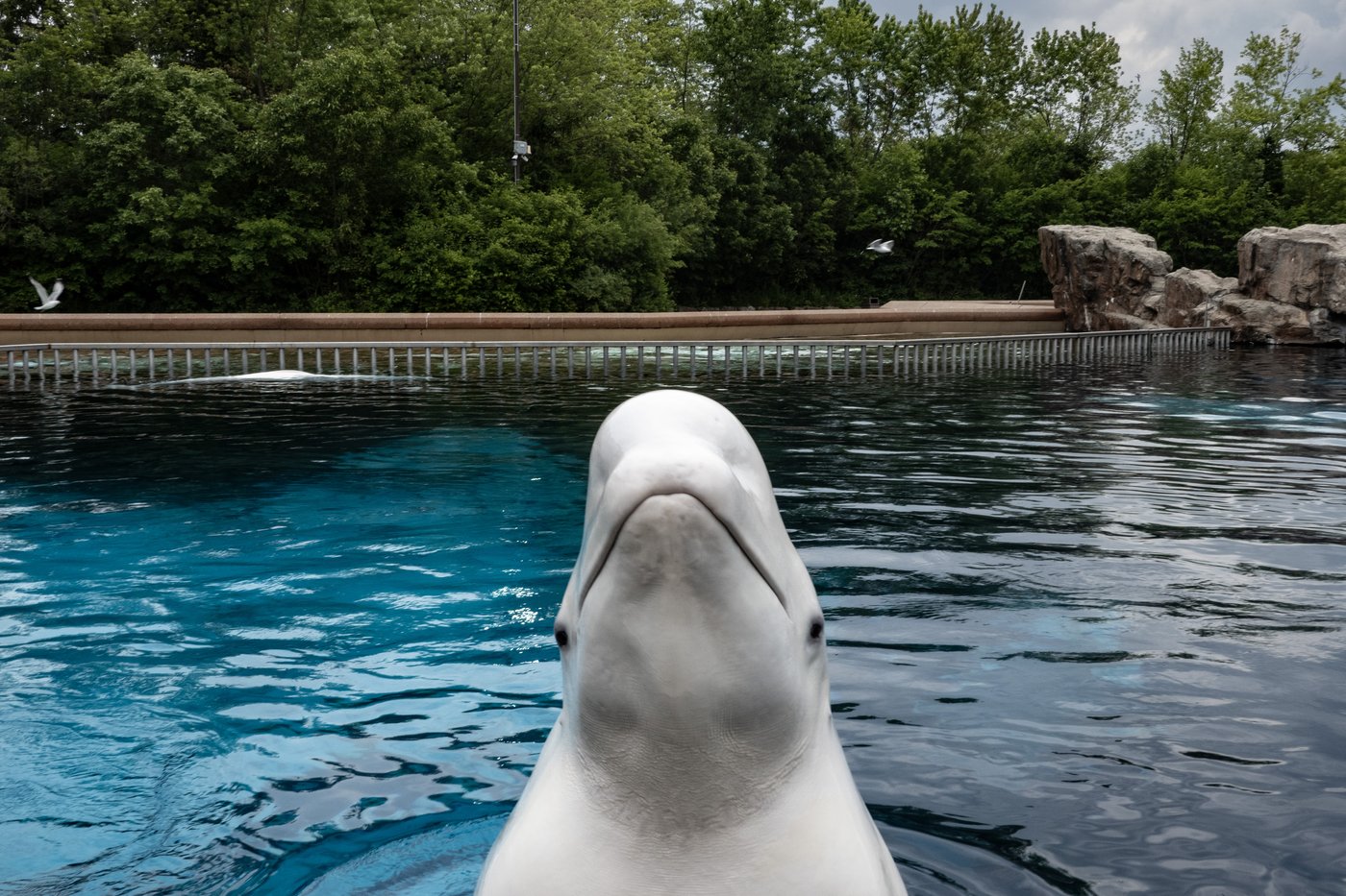Marineland demande les permis nécessaires pour expédier les derniers bélugas