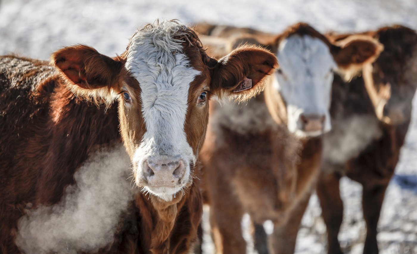 Les éleveurs de bovins s'opposent à un éventuel accord commercial avec le Mercosur
