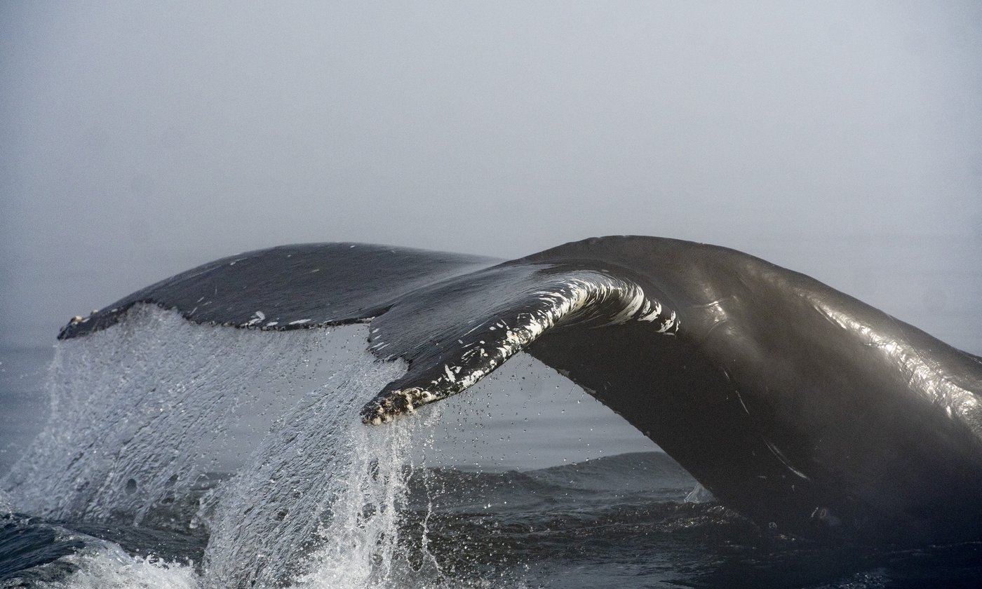 Un traversier a heurté une baleine à bosse en C.-B., selon Pêches et Océans Canada
