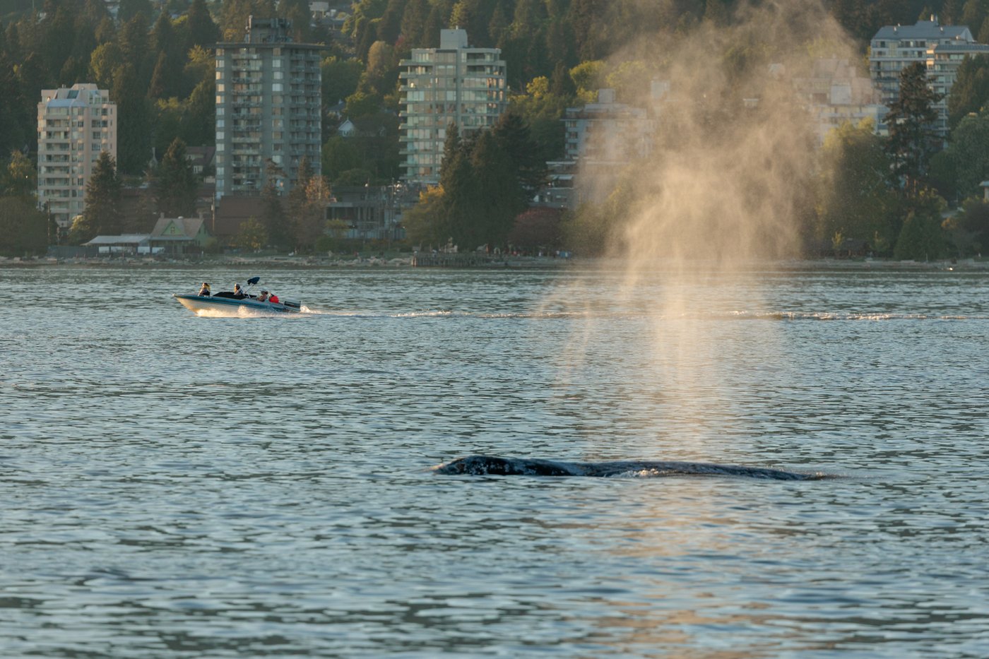 Une baleine impliquée dans un accident avec une motomarine semble avoir survécu