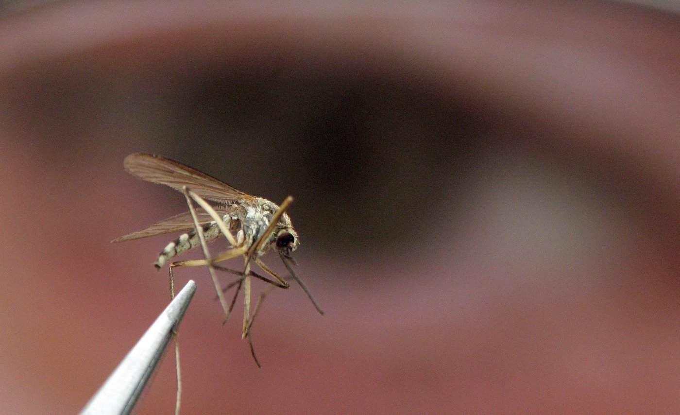 Des moustiques envahissants et un virus ont été détectés en Colombie-Britannique