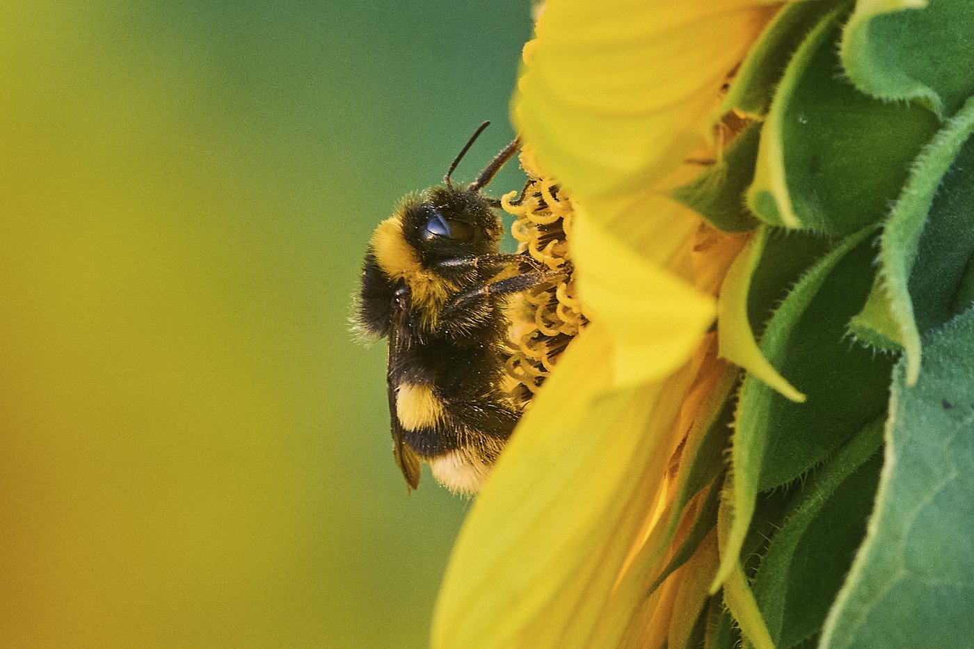 Les changements climatiques pourraient menacer les bourdons