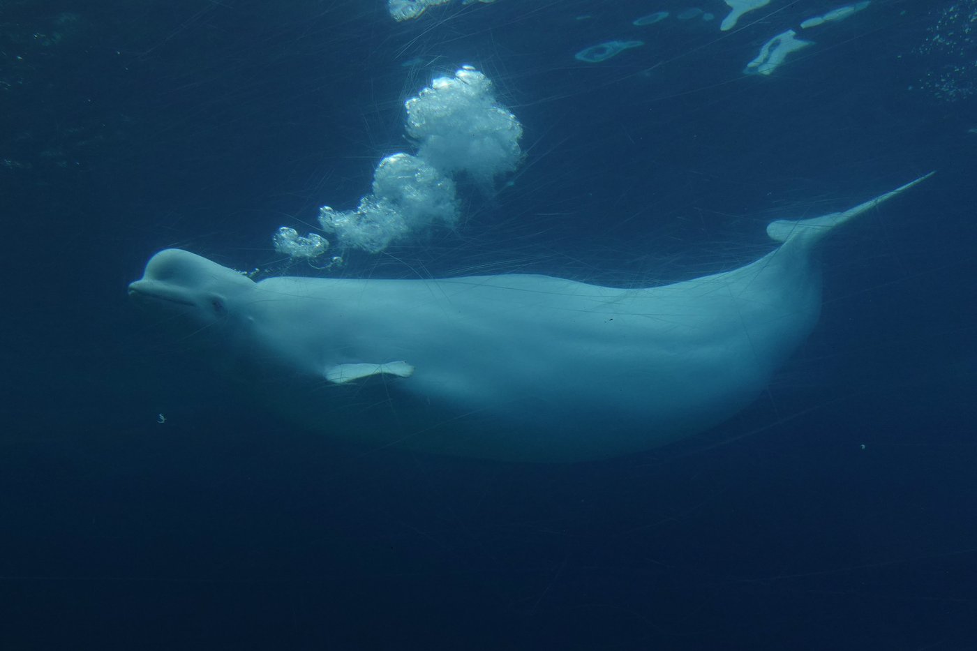 Ottawa autorise conditionnellement l'exportation des bélugas de Marineland