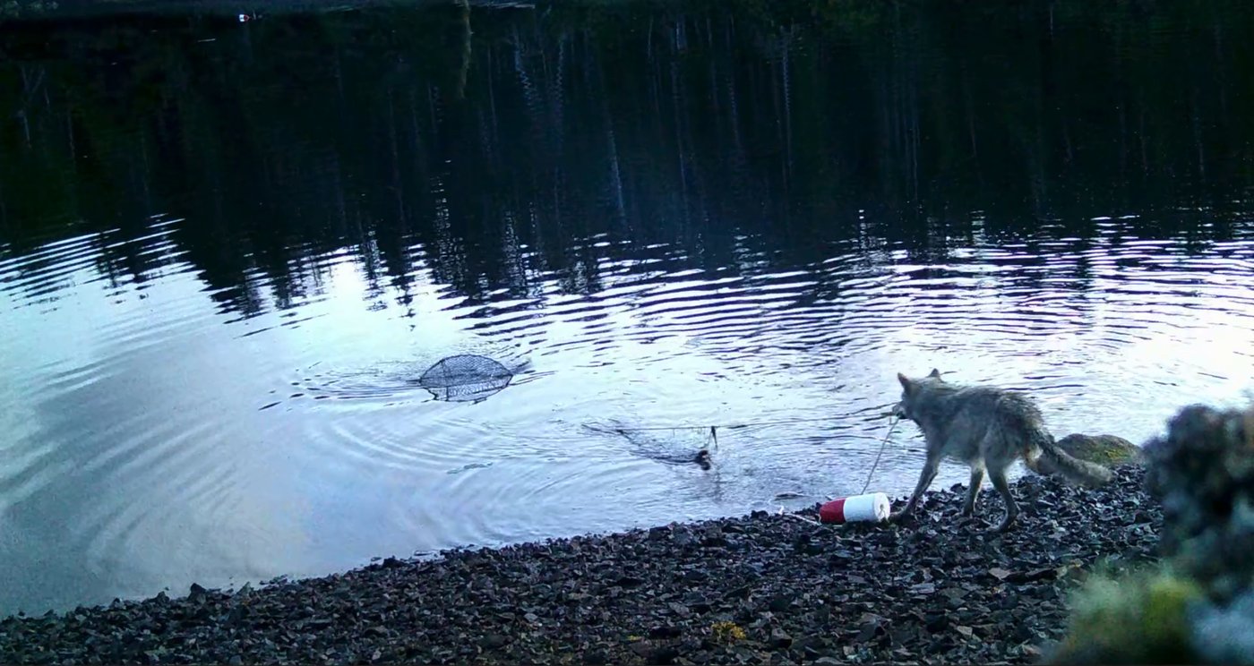 Les loups de C.-B. surpris à utiliser un outil pour remonter des casiers à crabes