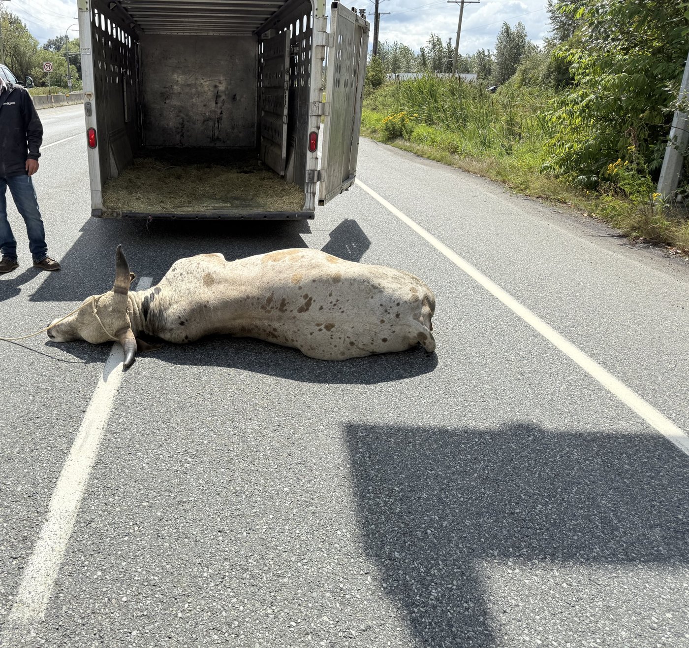C.-B.: un taureau en liberté oblige à fermer l'autoroute à Abbotsford