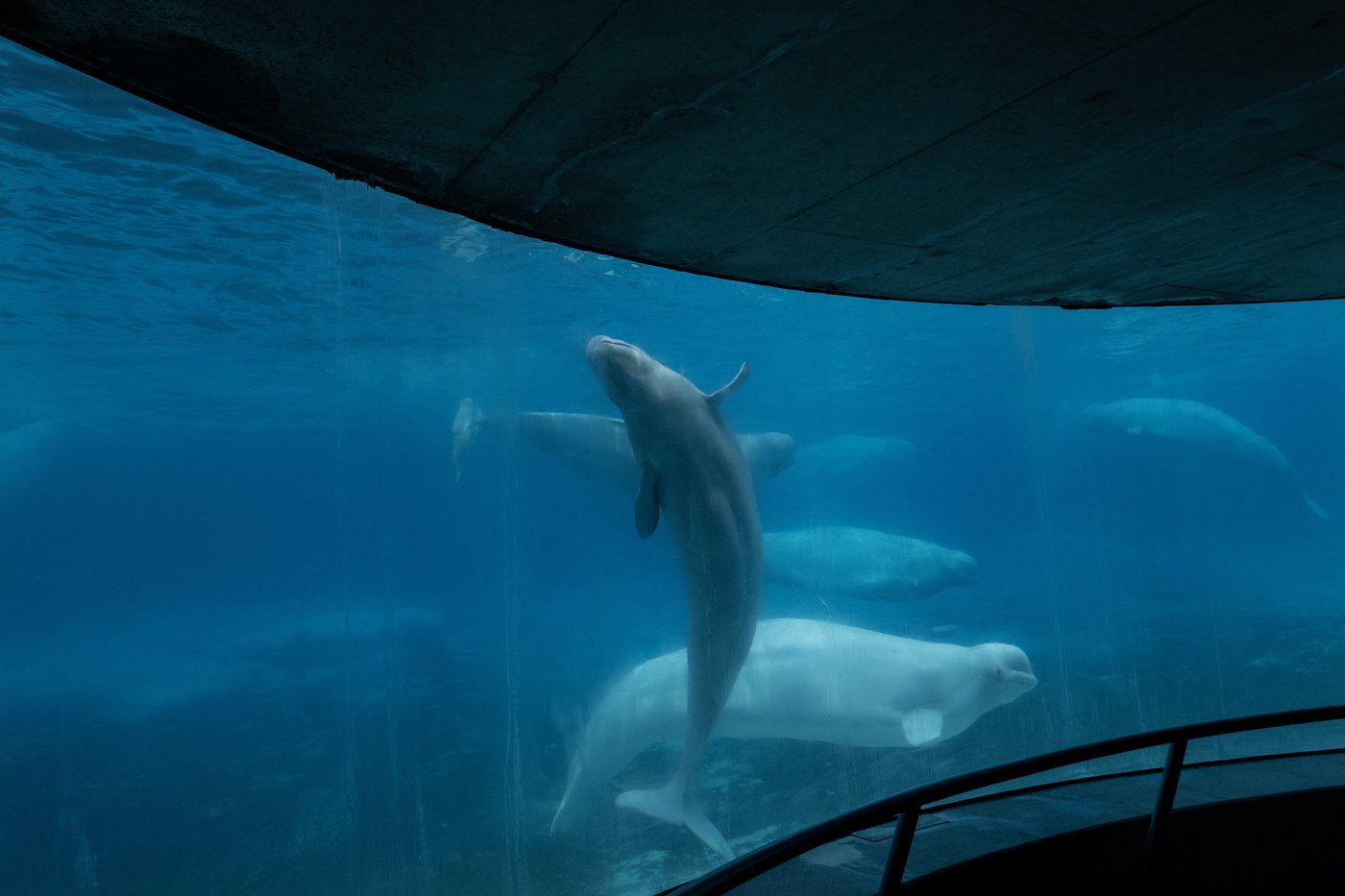 Marineland demande à Ottawa des fonds d'urgence pour nourrir les baleines