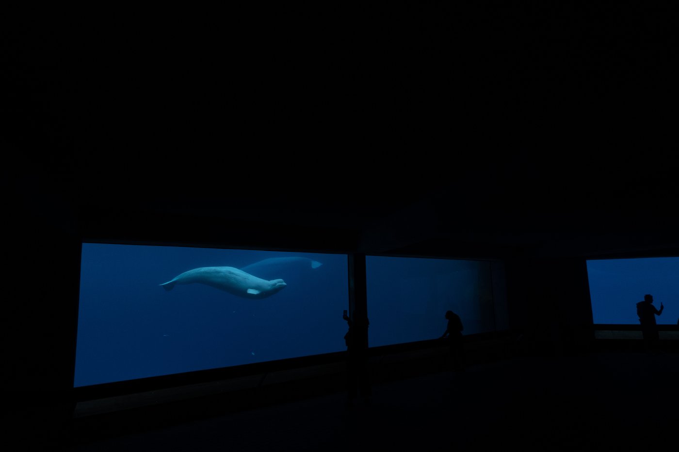 Ottawa approuve le transfert des baleines de Marineland vers les É.-U. et l'Espagne