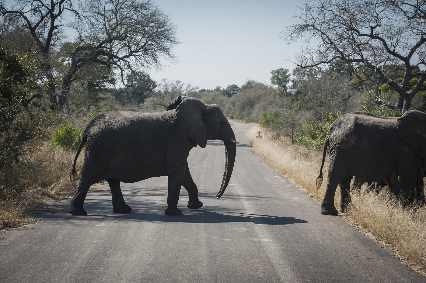Un Canadien est tué par balle dans un parc animalier sud-africain
