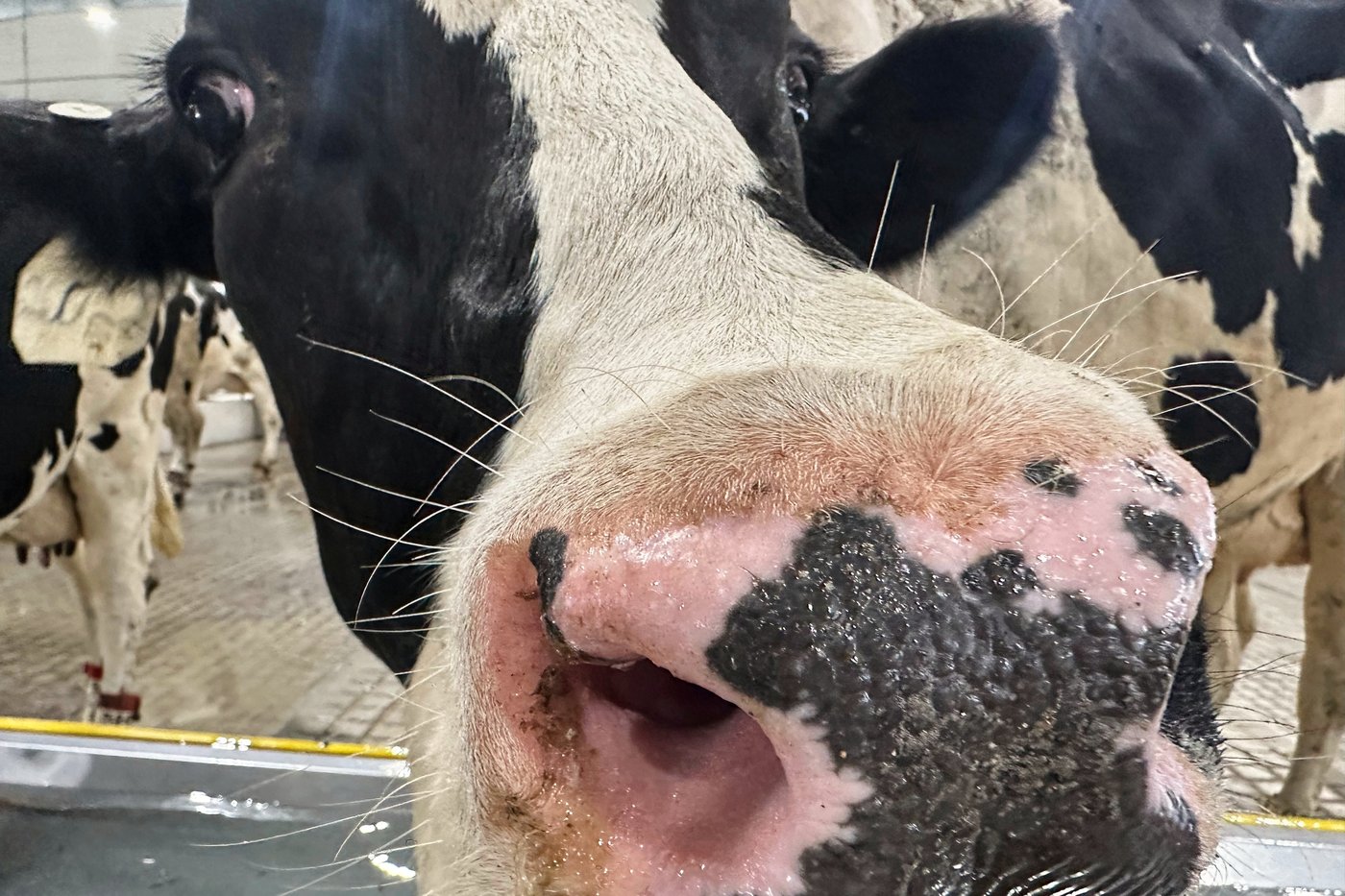 Des chercheurs néo-écossais tentent de comprendre le meuglement des vaches