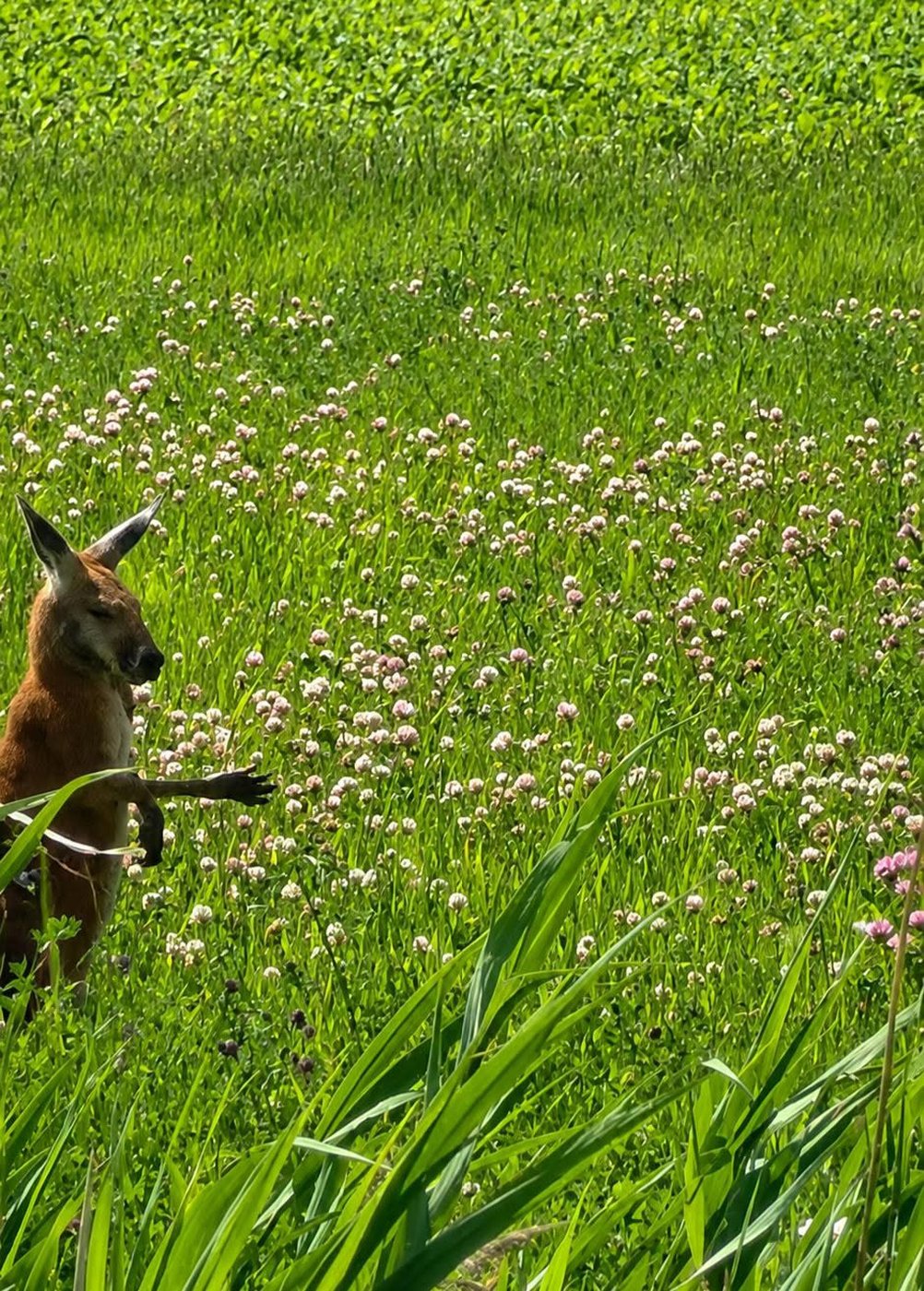 Le kangourou en fuite sur la Rive-Sud de Montréal a été capturé