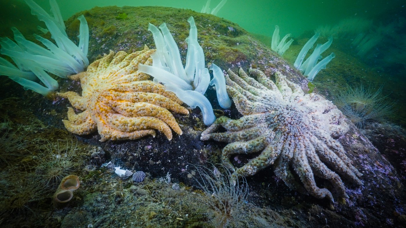 Des chercheurs canadiens résolvent le mystère de la maladie des étoiles de mer