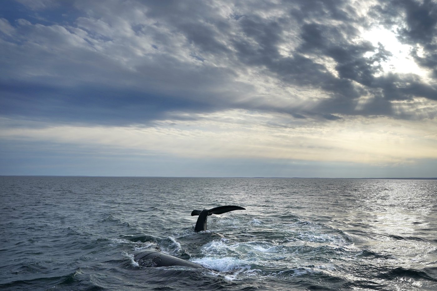 Une baleine rare empêtrée dans un filet a été aperçue dans le golfe du St-Laurent