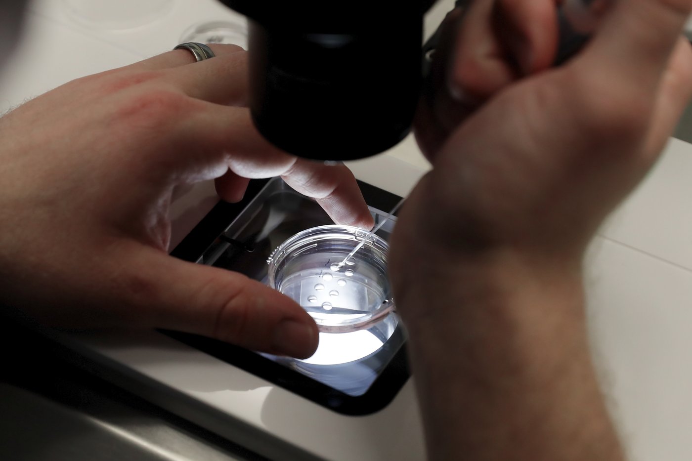 Une découverte de McGill pourrait améliorer le succès des fécondations in vitro
