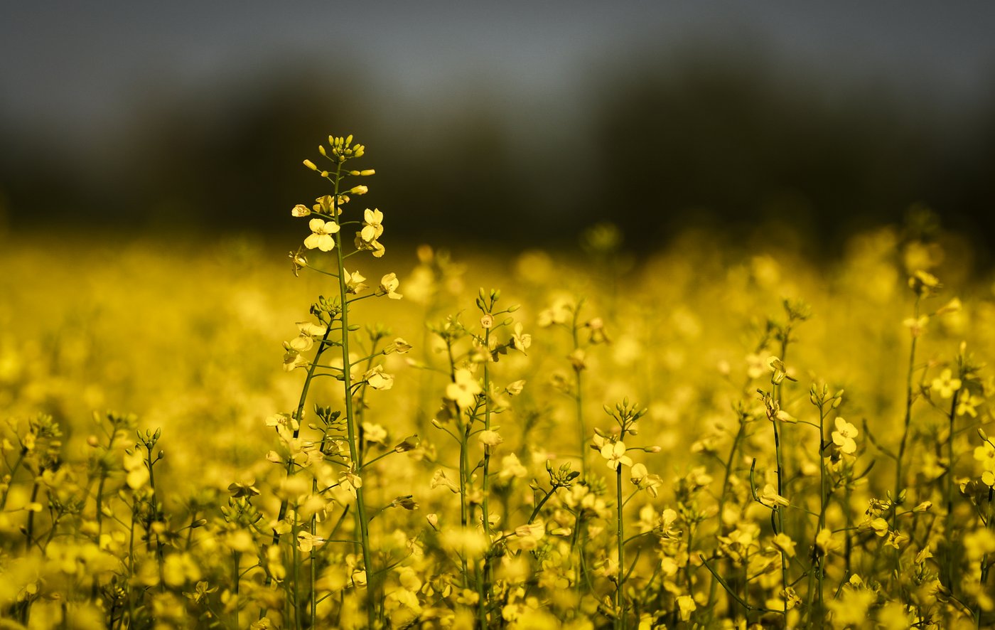 Les producteurs de canola évaluent leurs options devant les droits de douane chinois