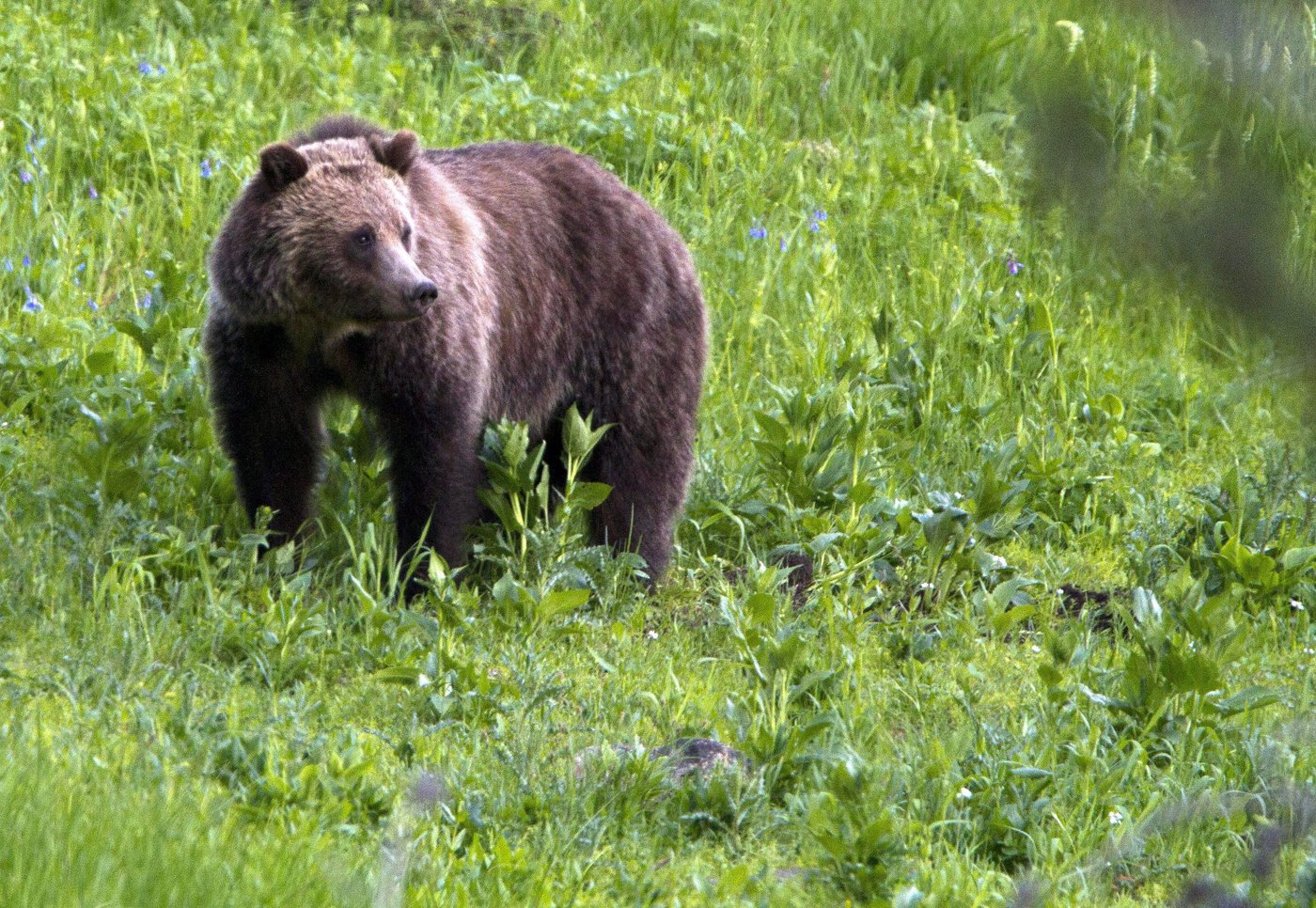 Un grizzly a attaqué un groupe scolaire lors d'une sortie en Colombie-Britannique