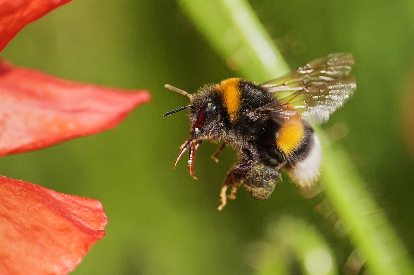 Une doctorante étudie les impacts des fleurs sur la santé des bourdons