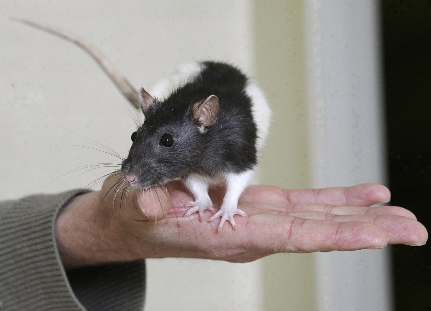 Usage des animaux en recherche: le Canada entre dans l'ère de la transparence