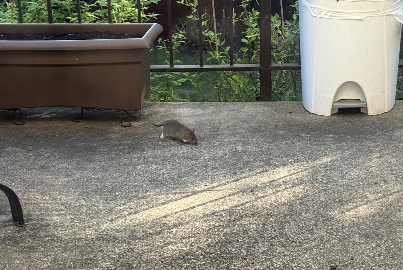L'opposition demande du concret fasse à la hausse des plaintes pour rats à Montréal