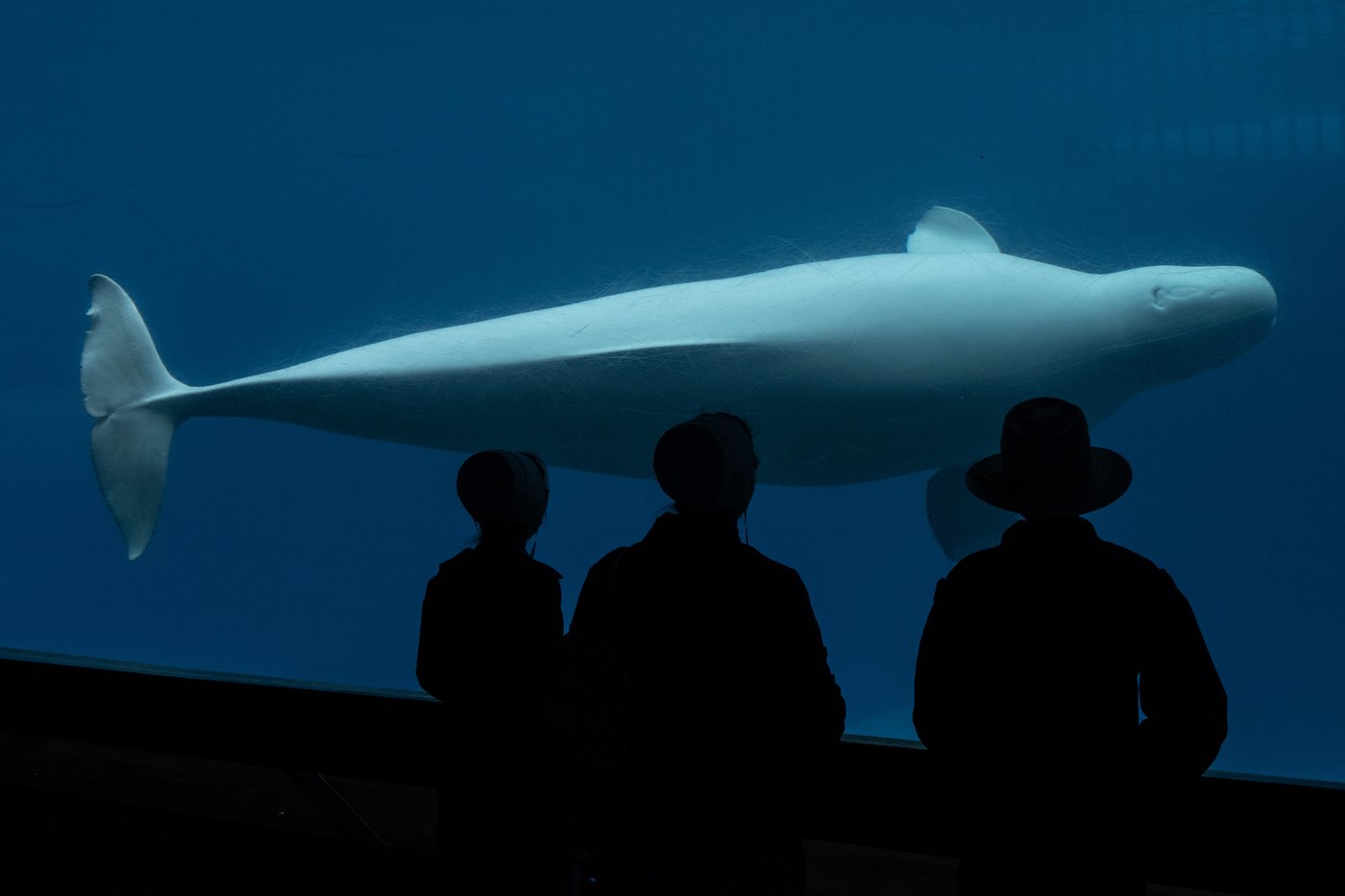 D'autres animaux sont morts à Marineland, ce qui a attiré l'attention de Doug Ford