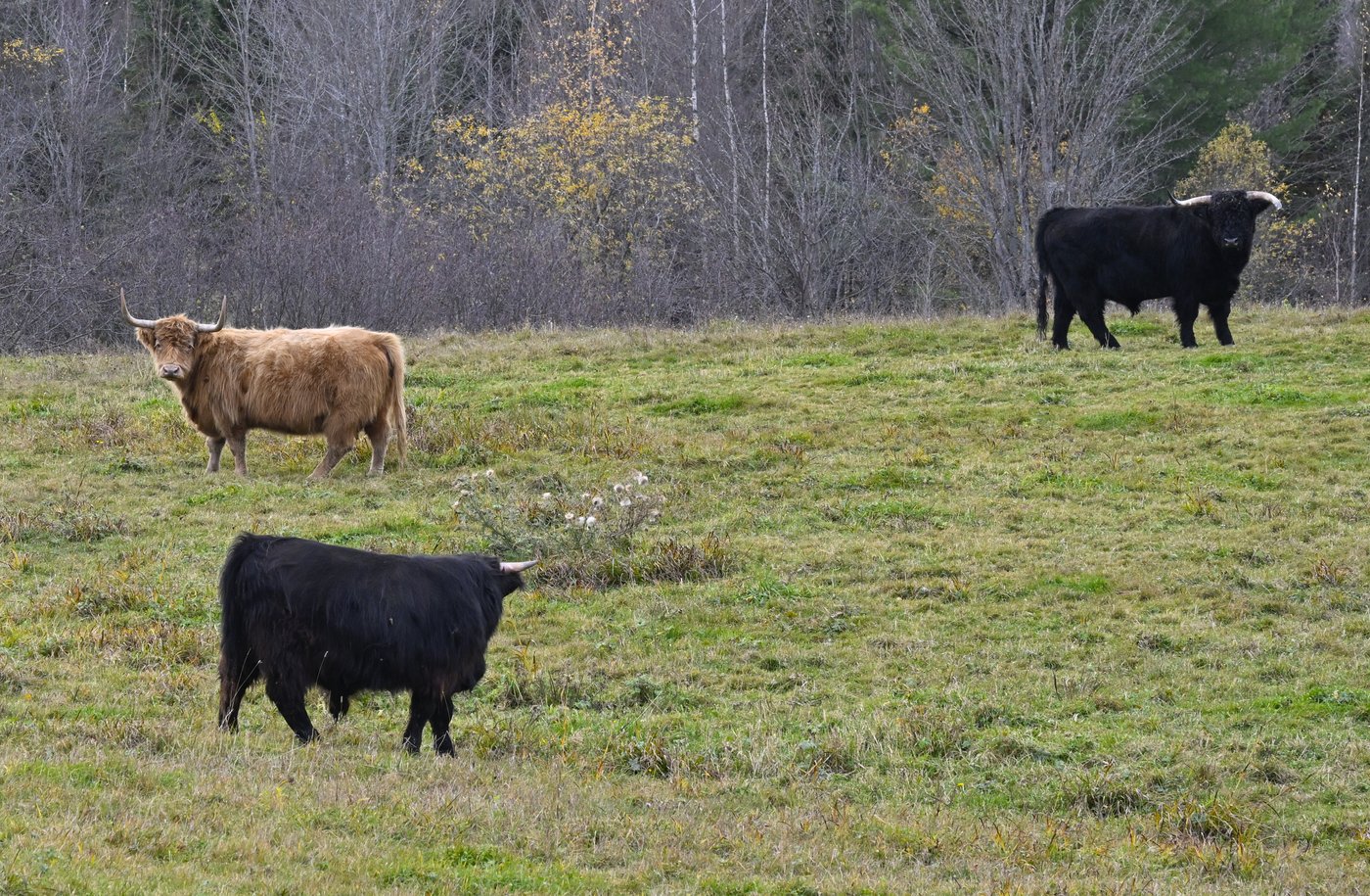 Les excréments de vache peuvent enrichir le sol et réduire les émissions