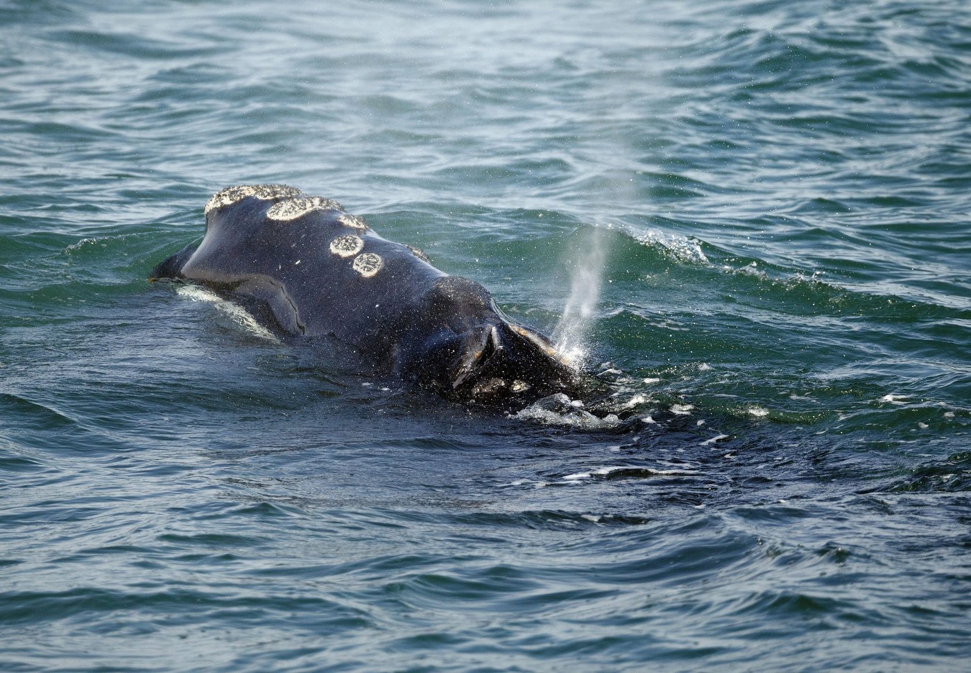Une proposition concernant des mesures de protection des baleines critiquée au Canada