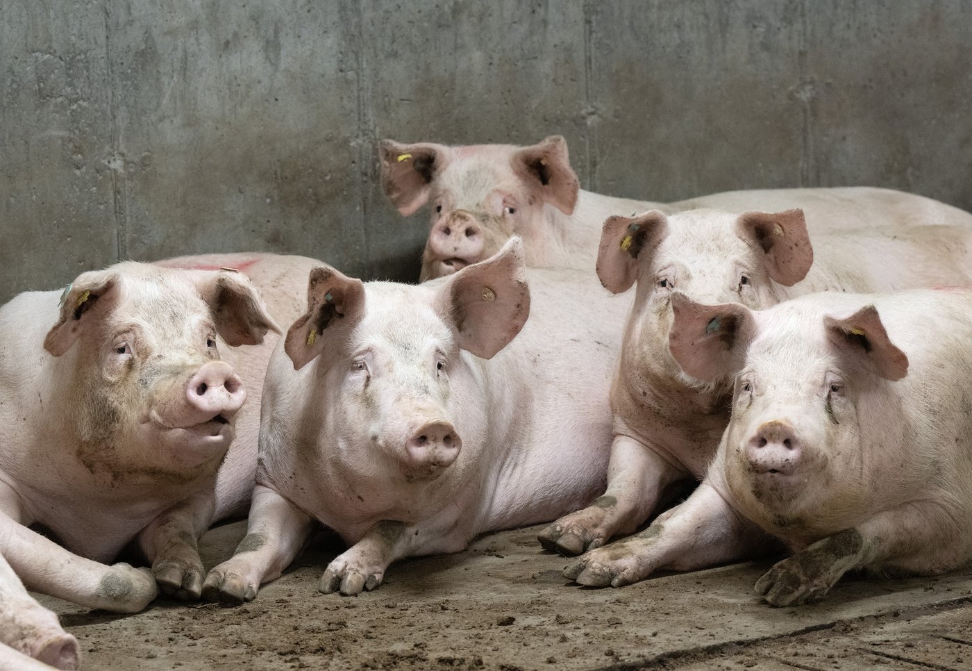 Sollio augmente sa rentabilité, malgré les droits de douane chinois sur le porc