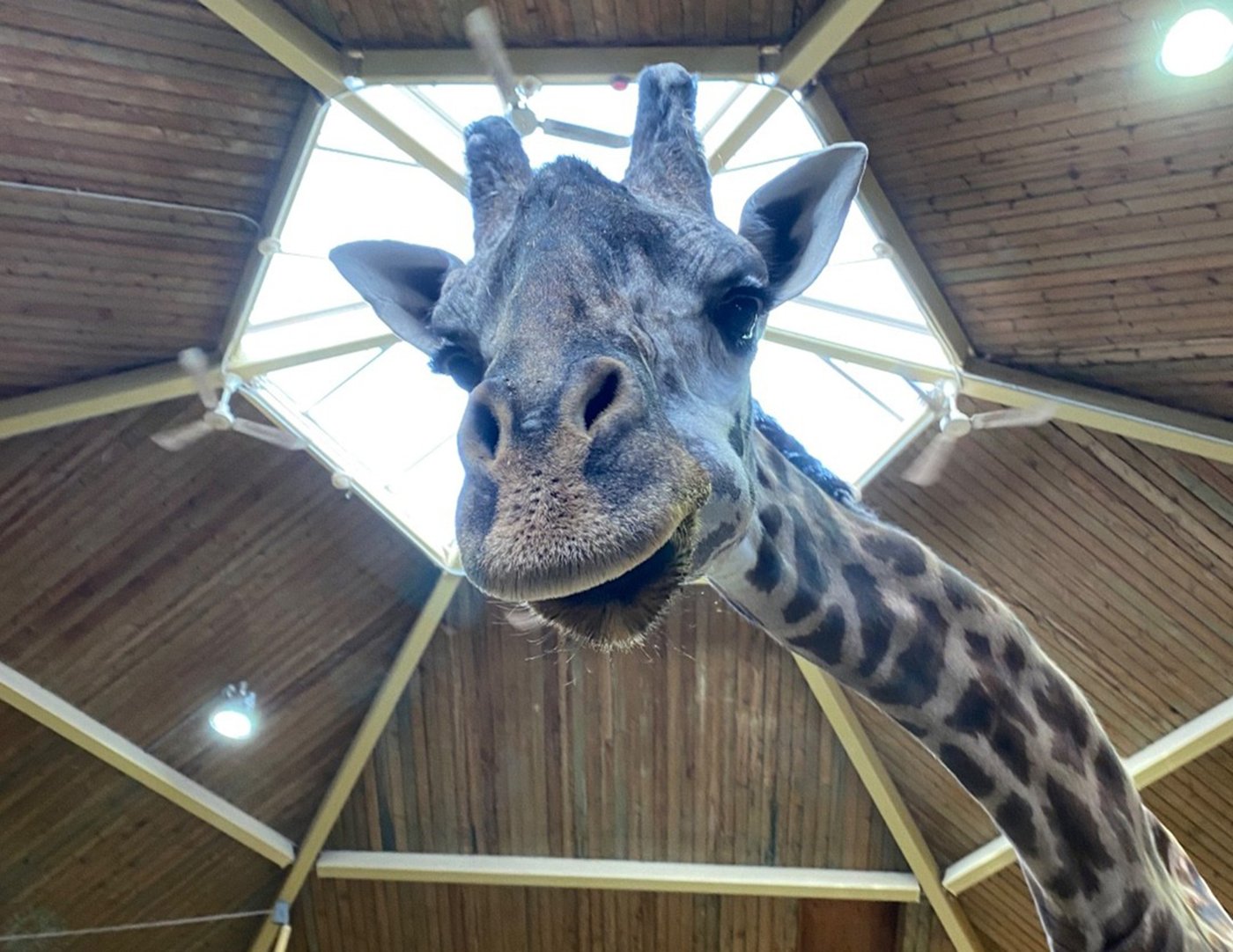 Une girafe meurt après s'être coincée dans la porte de son enclos au zoo de Toronto