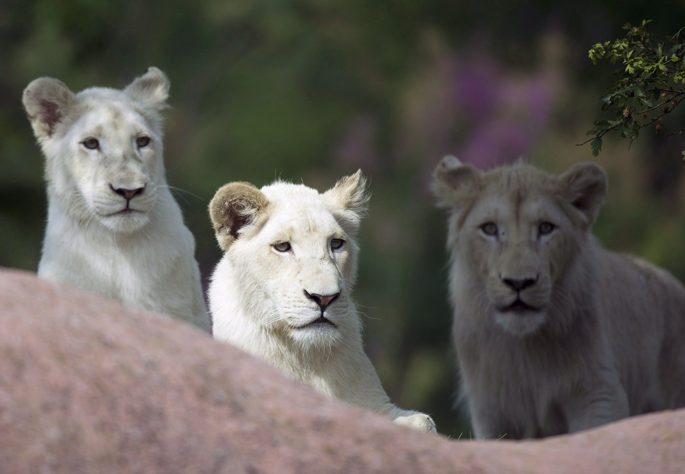 Un lion est euthanasié au zoo de Toronto après des mois de soins vétérinaires