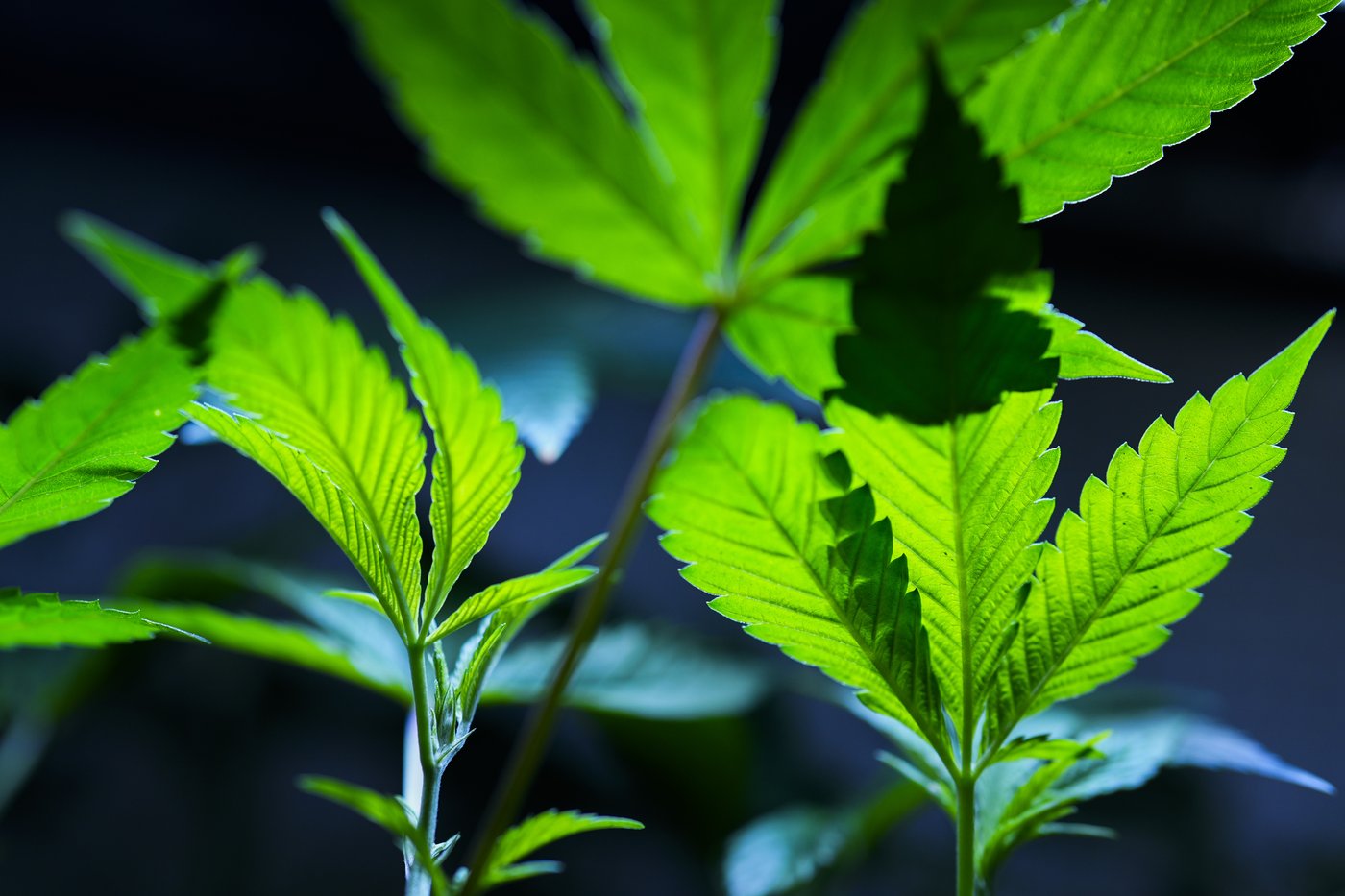 Le tiers des Québécois exposés à de la publicité sur le cannabis, selon une étude