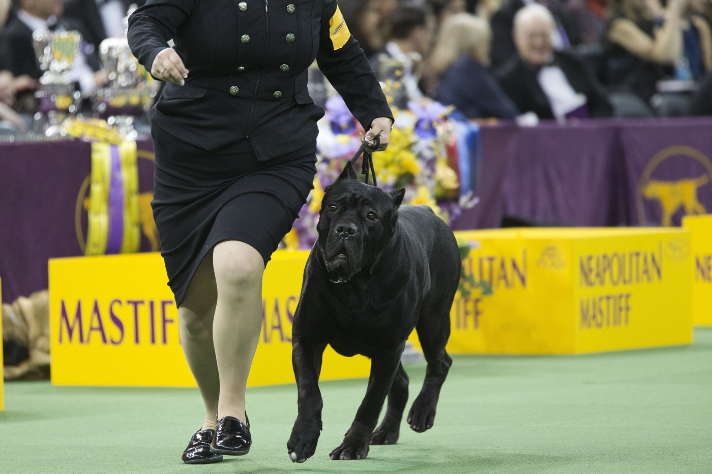 Les interdictions de certaines races de chiens en Nouvelle-Écosse sont inefficaces