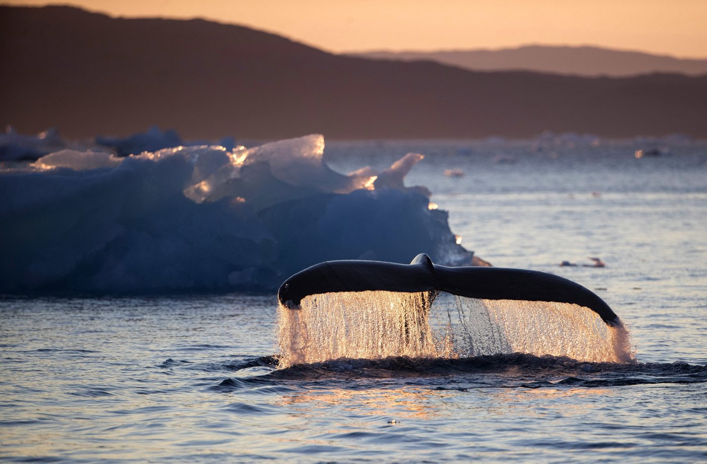L'entreprise montréalaise Whale Seeker reçoit une autre distinction de l'UNESCO