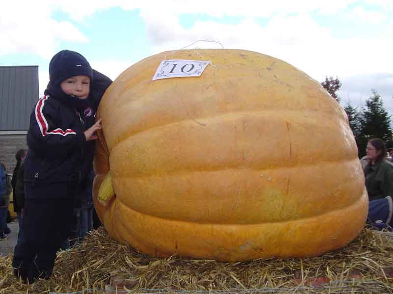 C’est la fête de la citrouille à Saint-Zacharie
