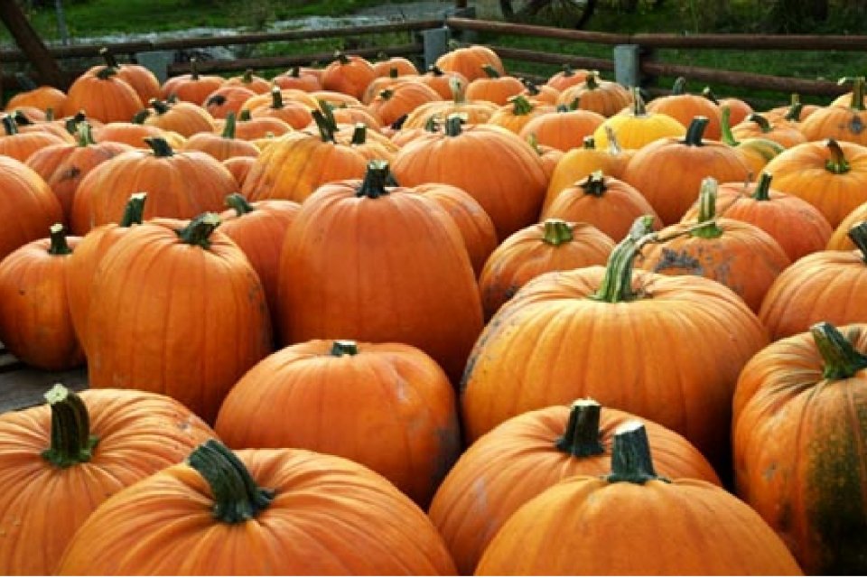 La Bibliothèque Madeleine-Doyon propose de décorer des citrouilles en famille