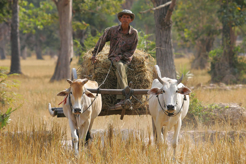 Cambodge, pays du sourire