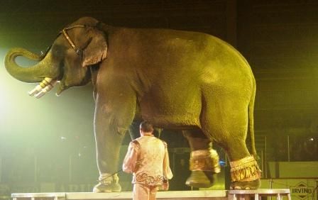 Le Fabuleux Cirque Estival de passage en Beauce