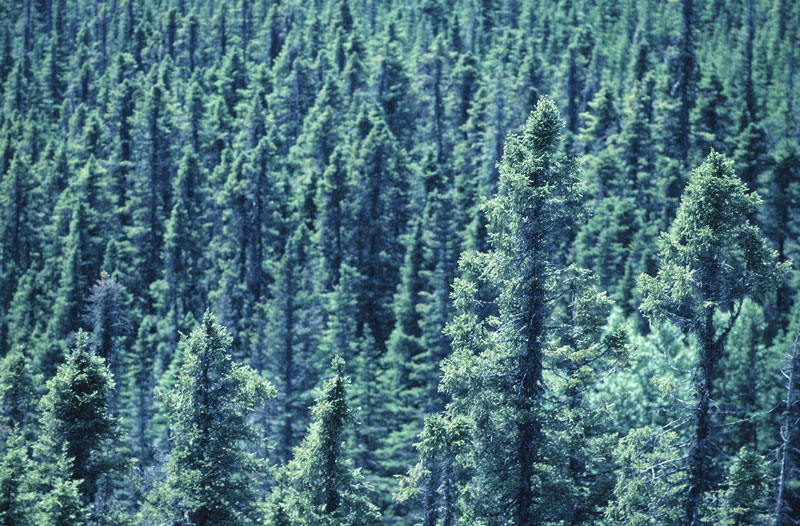 Un autre coup dur pour les producteurs de bois