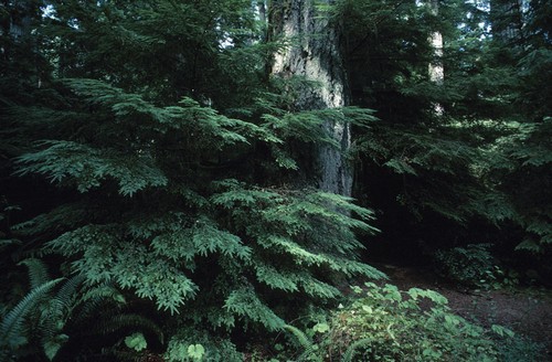 L’État verse 1,1 M$ pour la mise en valeur de la forêt