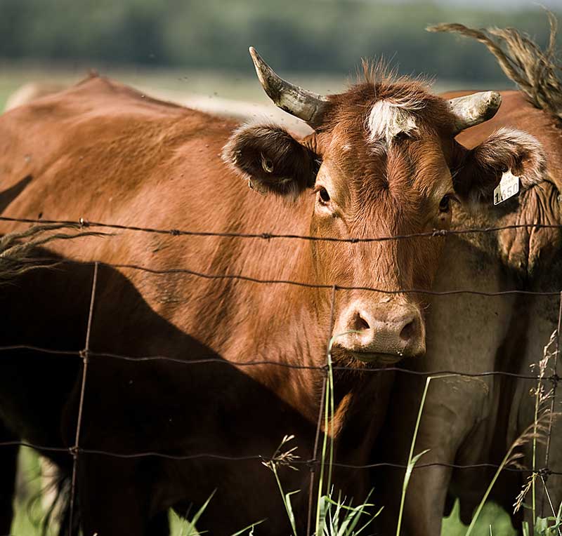 Une journée bovine dans le Granit