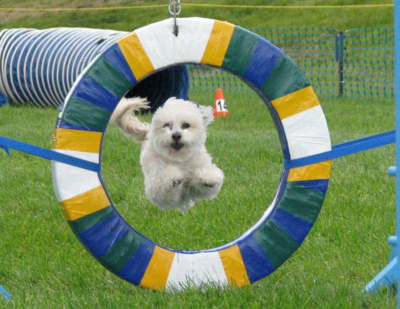 De beaux chiens fous... qui courent partout