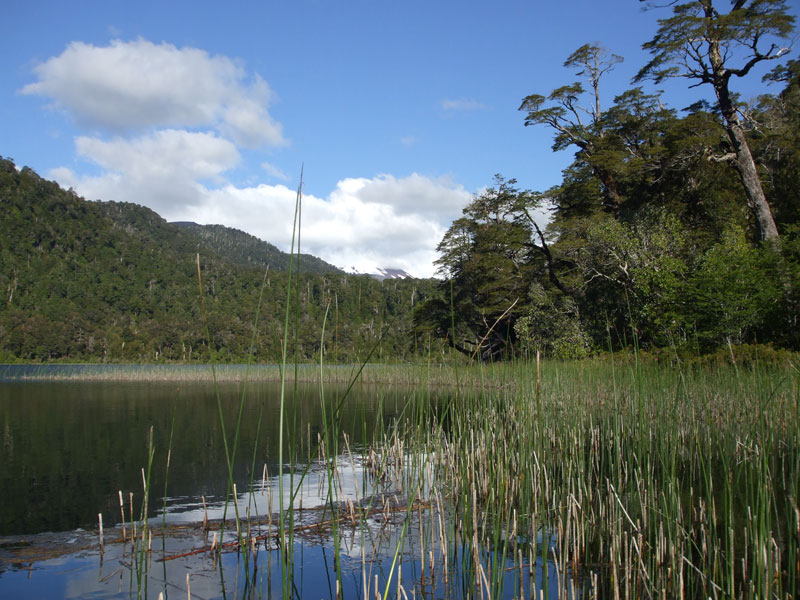 Des arbres pour restaurer les rives