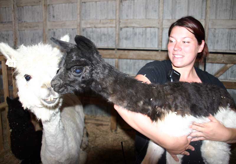 C’est un départ à l’Expo agricole de Saint-Honoré