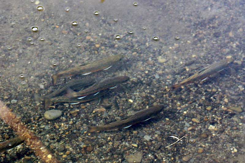 La truite mouchetée se plaît bien dans le ruisseau d’Ardoise