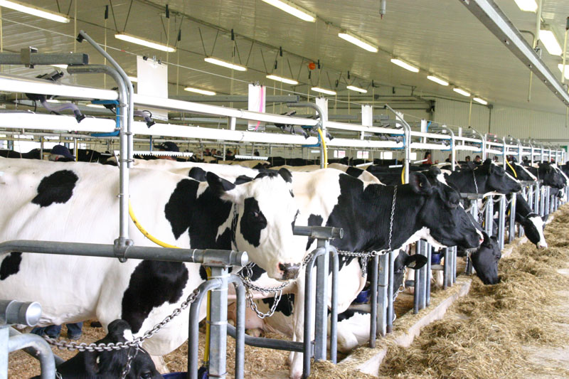 Les défis de l’avenir pour le 8e colloque sur la production laitière en Chaudière-Appalaches