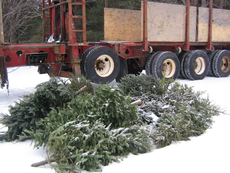 Des milliers d’arbres de Noël beaucerons prennent le chemin de la revalorisation