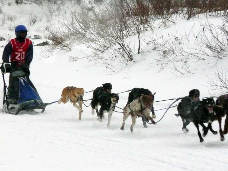 Les Internationaux de traîneau à chiens du Canada couronnés de succès