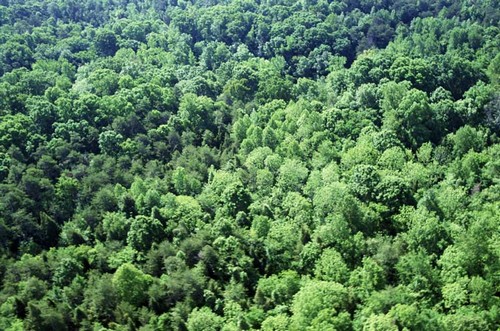 857 000 $ pour la mise en valeur des ressources du milieu forestier du territoire